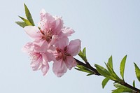 Pink peach blossom background. Free public domain CC0 image.