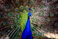 Beautiful peacock feather background. Free public domain CC0 image.