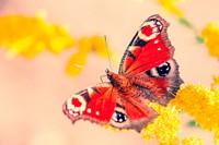 Butterfly on flower. Free public domain CC0 photo.