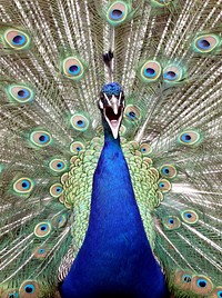 Peacock bird, beautiful animal. Free public domain CC0 image.