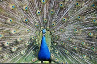 Beautiful peacock feathers photo. Free public domain CC0 image.