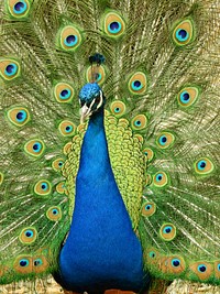 Beautiful peacock feathers photo. Free public domain CC0 image.