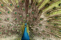 Beautiful peacock feathers photo. Free public domain CC0 image.