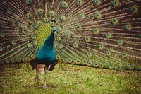 Peacock with beautiful feathers. Free public domain CC0 image.