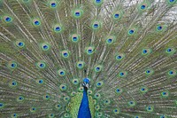 Peacock bird, beautiful animal. Free public domain CC0 image.