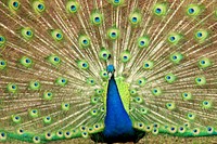 Peacock with beautiful feathers. Free public domain CC0 image.