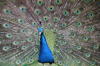 Peacock bird, beautiful animal. Free public domain CC0 image.