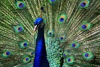 Beautiful peacock feather background. Free public domain CC0 image.