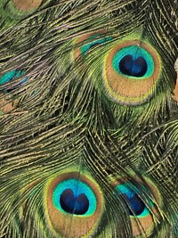 Peacock feather pattern background. Free public domain CC0 image.