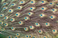 Peacock feather pattern background. Free public domain CC0 image.