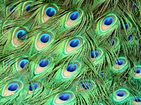 Peacock feather pattern background. Free public domain CC0 image.