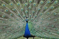 Peacock bird, beautiful animal. Free public domain CC0 image.