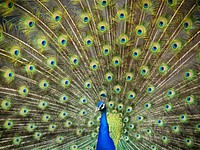 Peacock bird, animal photography. Free public domain CC0 image.