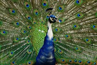 Beautiful peacock feather background. Free public domain CC0 image.