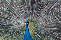 Beautiful peacock feather background. Free public domain CC0 image.