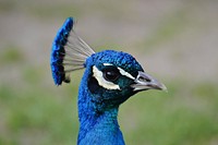 Peacock head, close up. Free public domain CC0 image.