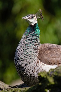 Peahen bird, close up. Free public domain CC0 image.