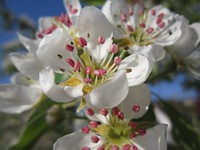 White flower background. Free public domain CC0 photo.