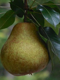 Green pears growing on tree. Free public domain CC0 image. 