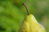 Closeup on green pear. Free public domain CC0 photo.