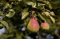 Pear fruit growing on tree. Free public domain CC0 photo.