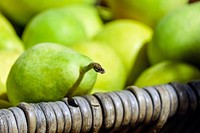 Closeup on pile of green pears. Free public domain CC0 photo. 