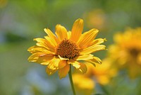 Yellow coneflower background. Free public domain CC0 photo.