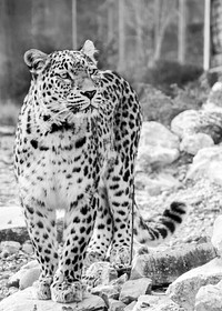 Beautiful leopard in black and white. Free public domain CC0 photo.
