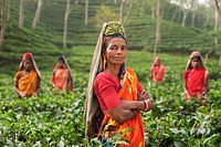 Indian women at tea plantation - unknown date & location