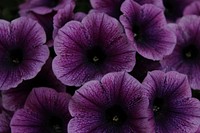 Purple petunia. Free public domain CC0 image.