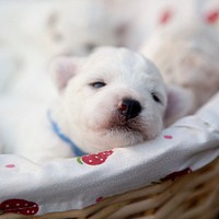 White puppy sleeping. Free public domain CC0 photo.