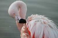 Flamingo. Free public domain CC0 photo.