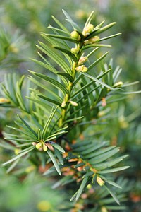Closeup on pine tree branch. Free public domain CC0 photo.
