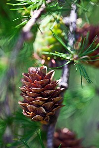 Aesthetic pine cone, nature background. Free public domain CC0 photo.