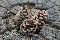 Beautiful conifer cone background. Free public domain CC0 photo.