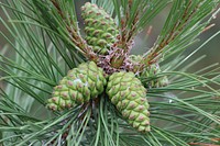 Conifer cone, pine tree, nature background. Free public domain CC0 photo.