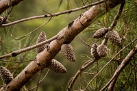 Pine tree. Free public domain CC0 image.