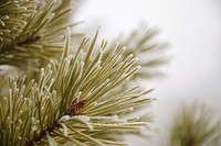 Pine branch, aesthetic nature background. Free public domain CC0 photo.