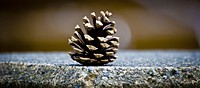 Aesthetic pine cone, nature background. Free public domain CC0 photo.