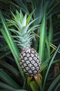 Closeup on pineapple plant. Free public domain CC0 photo.