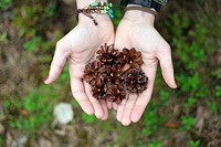 Conifer in hand. Free public domain CC0 photo.