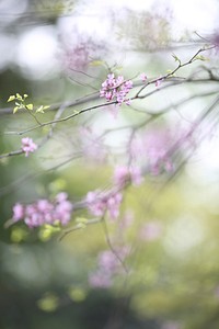 Eastern redbud flower. Free public domain CC0 image.