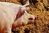 Pig, hog industry. Free public domain CC0 photo.