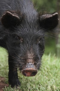 Wild boar. Free public domain CC0 photo.