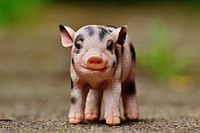 Cute tiny piglet. Free public domain CC0 photo.