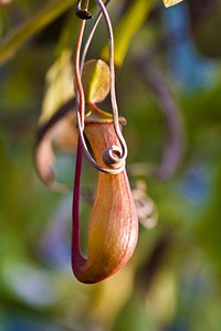 Swamp pitcher plant. Free public domain CC0 image.
