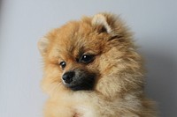 Pomeranian close up face. Free public domain CC0 photo