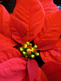 Poinsettia background. Free public domain CC0 photo.