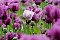 Purple poppy background. Free public domain CC0 image.