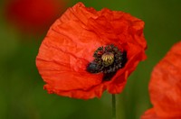 Orange poppy background. Free public domain CC0 image.